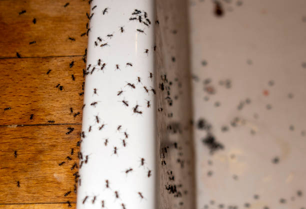 Best Emergency Pest Control  in Tuscola, IL